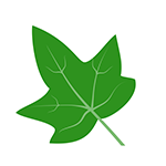 Ivy Leaf