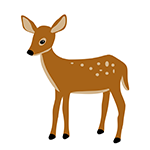 Fawn
