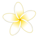 Frangipani