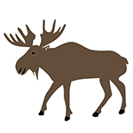 Moose